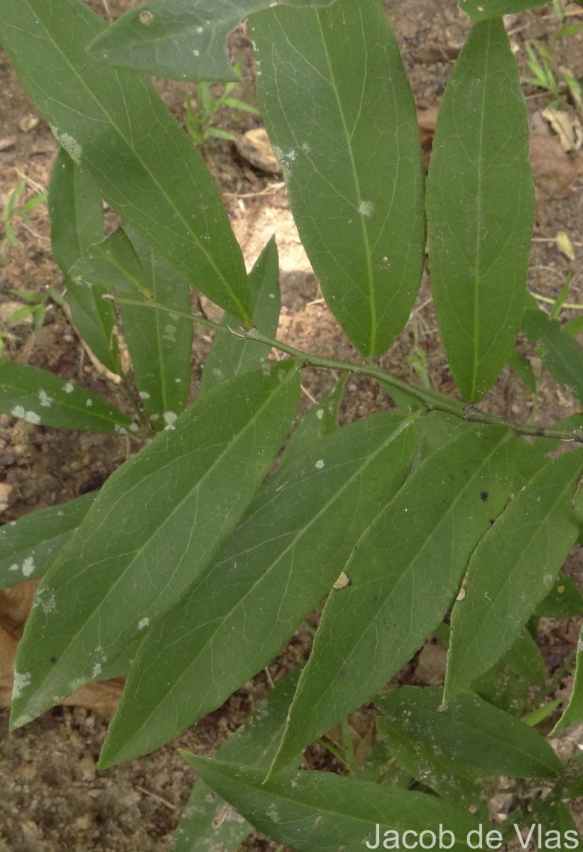 Capparis brevispina DC.